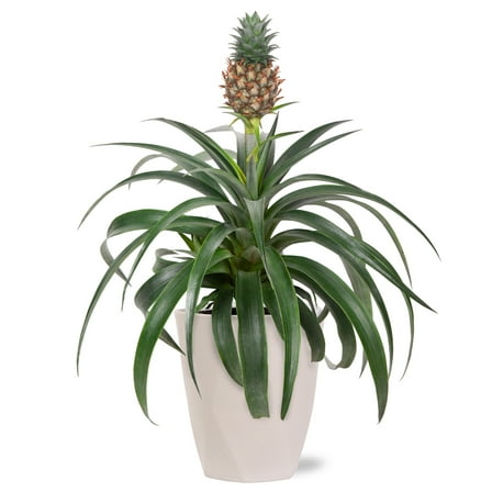 Wild Interiors 14" Tall Pineapple Bromeliad Live Plant in 5" Decorative Fiber Clay Pot