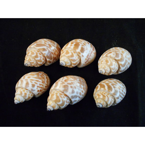 12 Select Small Babylonia Spirata Shells Seashells 1" - 1 1/2" Shellcraft Beach Crafts Nautical Decor Beach Wedding