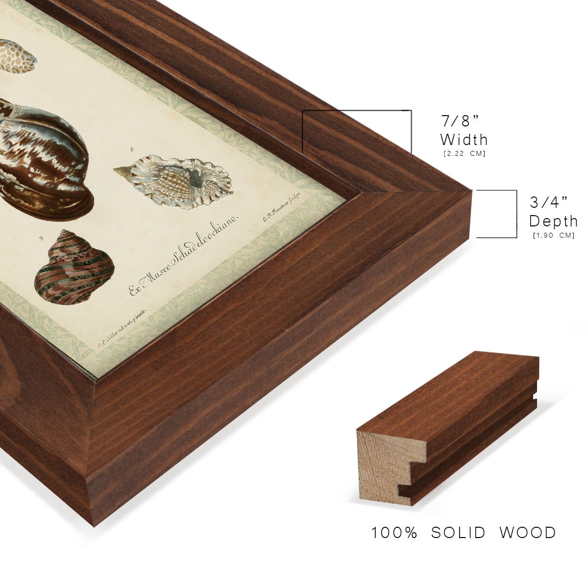 Bookplate Shells VII - Framed Print w/glass - Chestnut