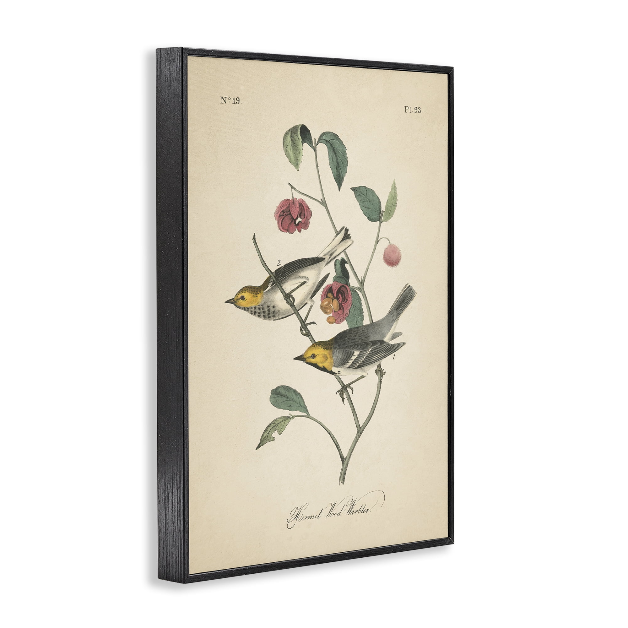 Stupell Industries Vintage Warbler & Plants Animals & Insects Painting Black Framed Art Print Wall Art, 12 x 18
