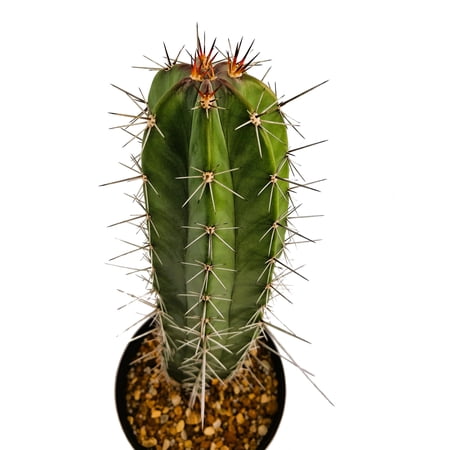Stenocereus huastecorum