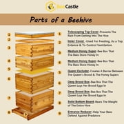BeeCastle 10 Frame Langstroth Bee Hive with Windows Beeswax Coated Includes Beehive Frames and Waxed Foundations (2 Deep Beehive Boxes & 2 Medium Bee Boxes)
