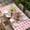 Pink, variant on Easter Table Cloths for 3 Foot Rectangle Tables, Cartoon Cute Rabbit Cow Carrots Pink Buffalo Plaid Patio Waterproof Elastic Fitted Tablecloths, Washable Rectangular Table Cover for Camping
