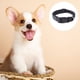 thumbnail image 3 of Apuakthei The Dapper Dog tiene un collar ajustable para perros pequeños, 3 of 5