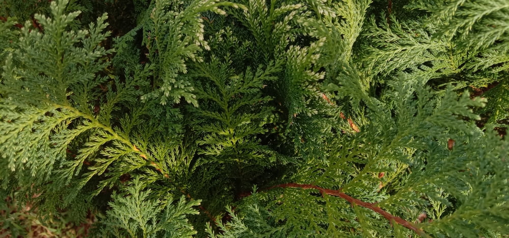 Leyland Cypress Evergreen Live Shrub in 3-Gallon Grower Pot