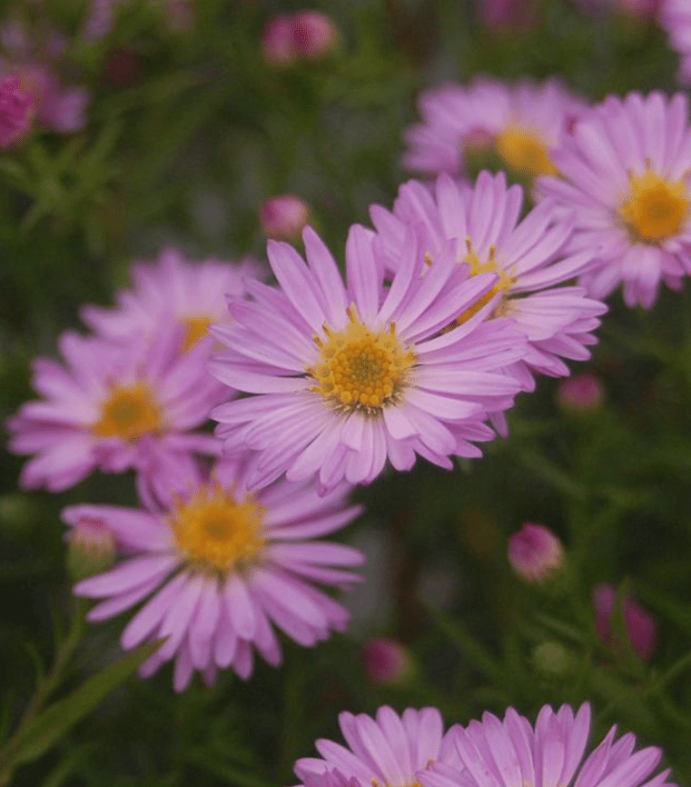 Hardy Aster Woods Pink Plants Live, Asters Perennial Live Plants, 5 to 7 Inc Tall, Flower Plant for Gardening Indoor