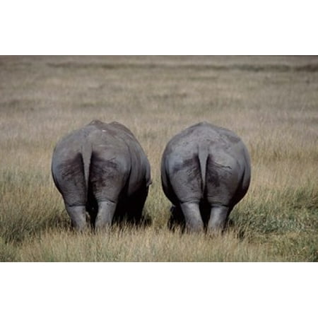White Rhinos in Lake Nakuru National Park Kenya Poster Print by Charles