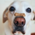 thumbnail image 2 of Dog Biscuits USA Made Tasty Multi Flavored or Peanut Butter Treat Bulk Packs YUM (2 inch Assorted - 25 Biscuits), 2 of 7
