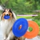 thumbnail image 2 of Juguetes para masticar para perros con chirriador, con forma de donut espinoso, para buscar y recuperar, para perros pequeños y grandes, resistentes a las mordeduras, 4,9 pulgadas de diámetro, 2 of 8
