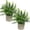 Green, variant on Mini Potted Plants Artificial Eucalyptus Boxwood Rosemary Faux Herbs Small House Plants 8.3"-9" Tall for Indoor Greenery Tabletop Décor Centerpiece (Sprayed Eucalyptus)