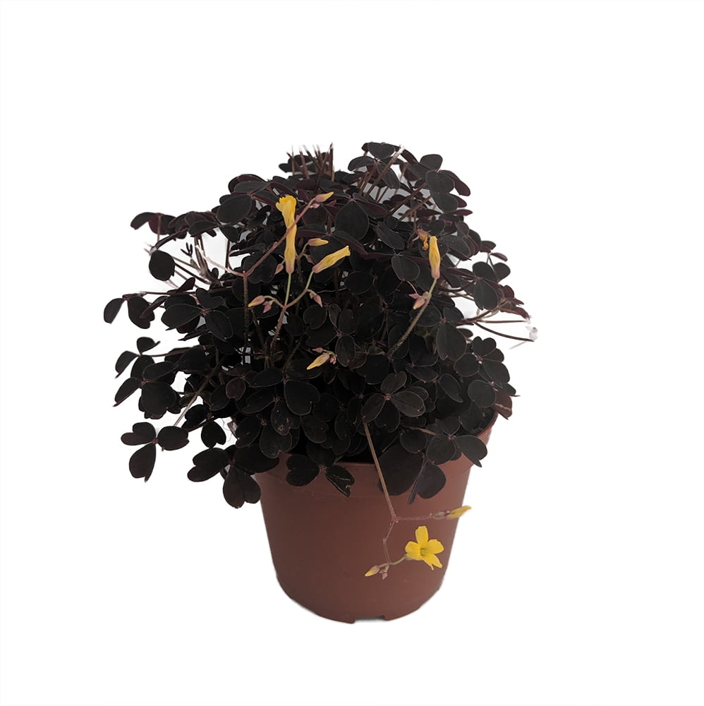 Burgundy Gold Lucky Shamrock Oxalis 3.7&quot; Pot Fairy