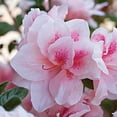 thumbnail image 3 of Encore Azalea Autumn Belle Live Shrub, 3 of 11