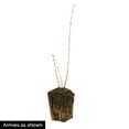 thumbnail image 4 of Miss Kim Lilac Dormant Bare Root Flowering Starter Shrub (1-Pack), 4 of 4
