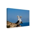 thumbnail image 2 of Trademark Fine Art 'Love Birds' Canvas Art by American School, 2 of 4