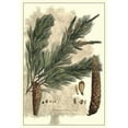 thumbnail image 3 of Miller, John 14x18 Black Modern Framed Museum Art Print Titled - Antique Weymouth Pine Tree, 3 of 5