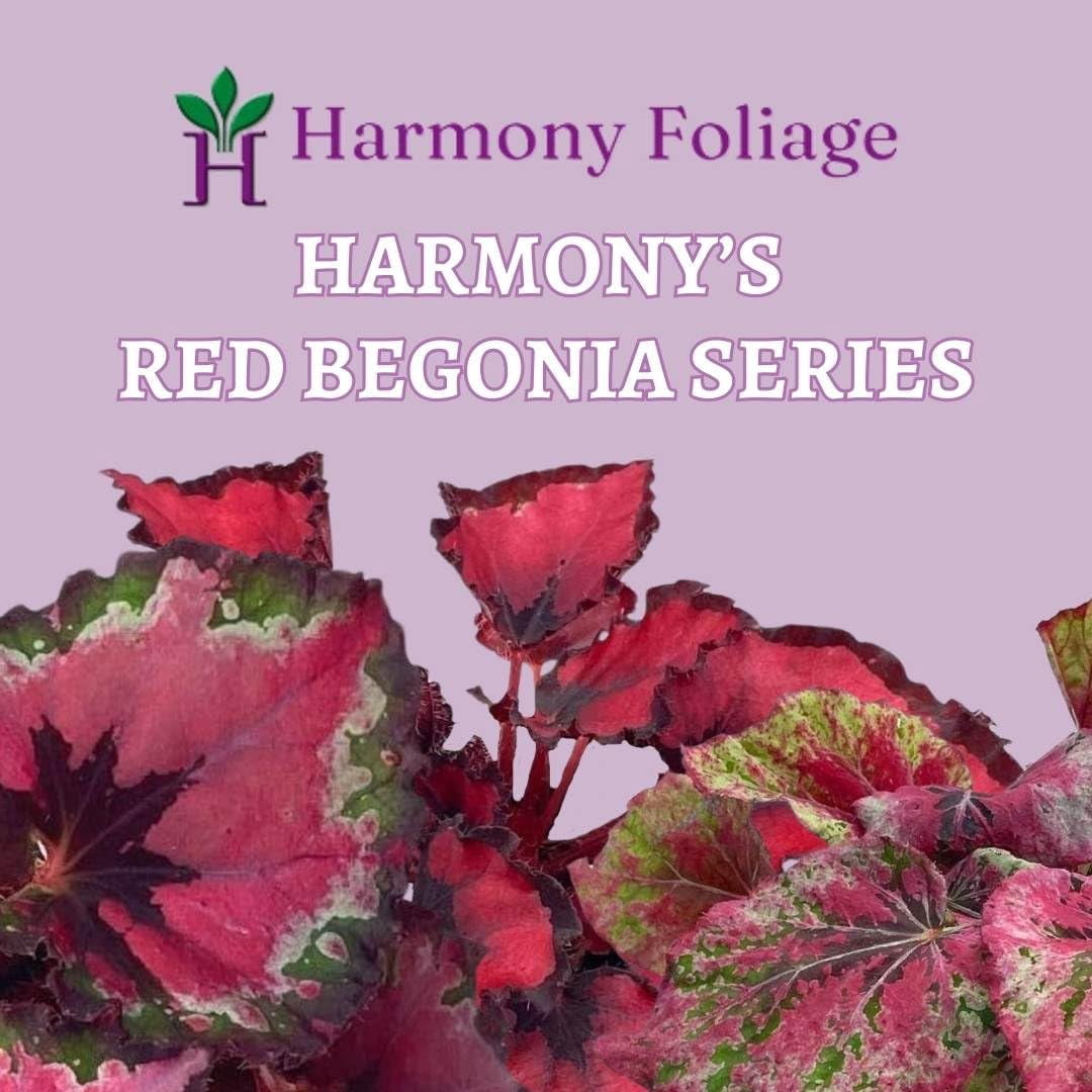 BubbleBlooms 'Harmony's Fatal Attraction' Begonia Rex, Red and Green Holographic, 4 inch Painted-Leaf Begonia, Unique Homegrown Exclusive, Variegated