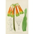 thumbnail image 2 of Illtyd Buller Pole-Evans 17x24 Gold Ornate Framed and Double Matted Museum Art Print Titled - Cyrtanthus Oblique (1921), 2 of 4