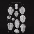 thumbnail image 3 of CafePress - TRILOBITES Women's Dark T Shirt - Women's Traditional Fit Dark T-Shirt, 3 of 4