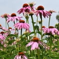 thumbnail image 5 of EuroBlooms Magnus Purple Coneflower Bulbs, Bag of 4, Native Perennial Pollinator Garden Plant, 5 of 9