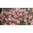 thumbnail image 2 of TomorrowSeeds - Pink Beauty Soapwort Seeds - 3600+ Count - For 2026 Planting Saponaria Soap Plant, 2 of 10
