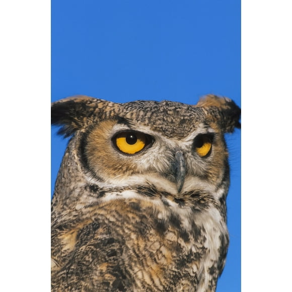 Portrait of a Great horned owl (Bubo virginianus) in captivity against a blue background; Alaska, United States of America by Tom Soucek / Design Pics (22 x 34)