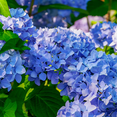 thumbnail image 2 of Blue Hydrangea Plant, Shade-Loving Flowering Shrub 3–5 ft Tall with Large Blooms, 2 of 6