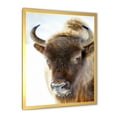 thumbnail image 2 of Designart 'Close UP Of Wild Bison' Farmhouse Framed Art Print, 2 of 4