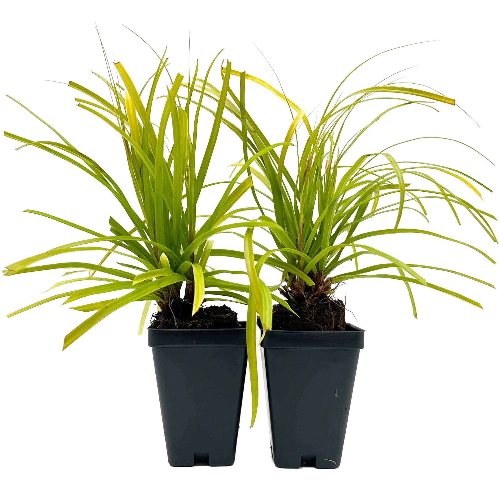 Dwarf Mondo Grass - 20 Live Plants - Shade Loving Evergreen Ground