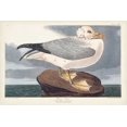 thumbnail image 2 of Audubon, John James 18x13 Black Ornate Wood Framed with Double Matting Museum Art Print Titled - Pl 264 Fulmar Petral, 2 of 4