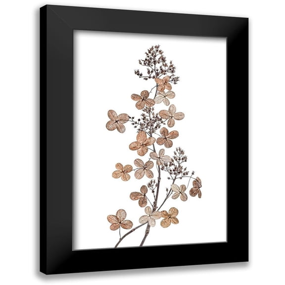 Disher, Mandy 11x14 Black Modern Framed Museum Art Print Titled - Hydrangea Paniculata