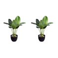 thumbnail image 3 of Toystoory Planta verde de bajo mantenimiento para interiores o exteriores, decoración para decoración del hogar, Canna duradera y maceta para Canna+maceta 2Conjunto, 3 of 6