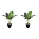 thumbnail image 3 of Cateissary Planta elegante de plástico fácil de limpiar, decoración para el hogar, plantas artificiales, plantas falsas, Canna + maceta Canna+maceta 2Conjunto, 3 of 6