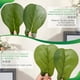 thumbnail image 4 of Plantas Artificiales 90cm, Plantas Artificiales con Macetas de Plastico, Decoraci&oacute;n de Plantas Artificiales de Oficina,Ficus Plantas Simuladas, 4 of 6
