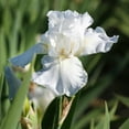 thumbnail image 2 of Easy to Grow Bearded Iris Immortality 9 Bulbs, Flowers Spring & Fall Zones 3-10, 2 of 4