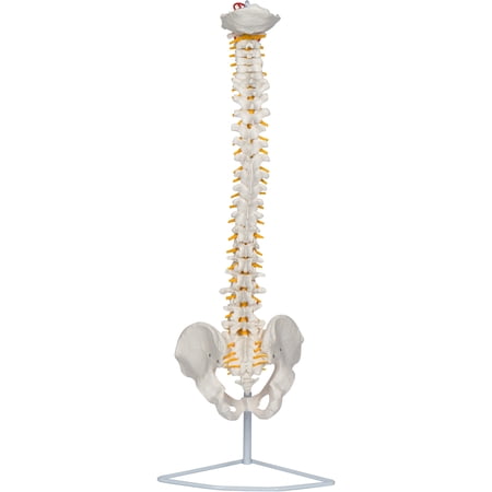 29  Flexible Chiropractic Spine Model with Stand by Trademark Scientific