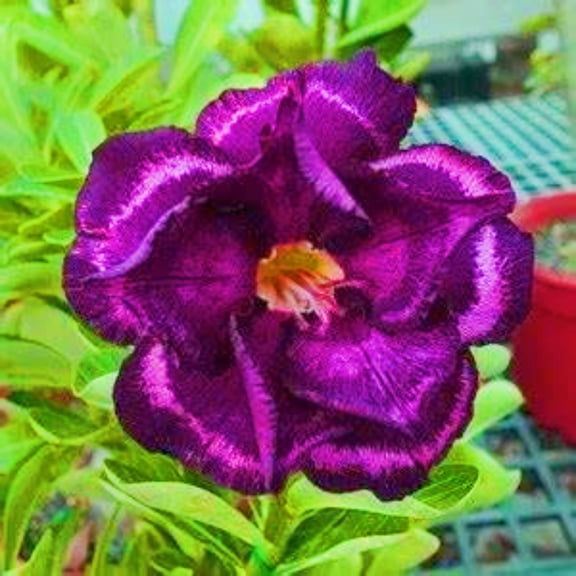 Desert Rose, Low Maintenance - Easy Grow - Ideal for Beds Borders, Plant Pots & Planters