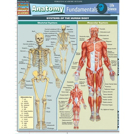 Science Element Chart - QuickStudy Bar Chart: Anatomy Fundamentals - Life Science