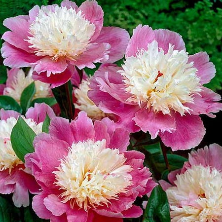 Bloomsz Peony Bowl of Beauty Flower Bulbs/Roots, 5 pk