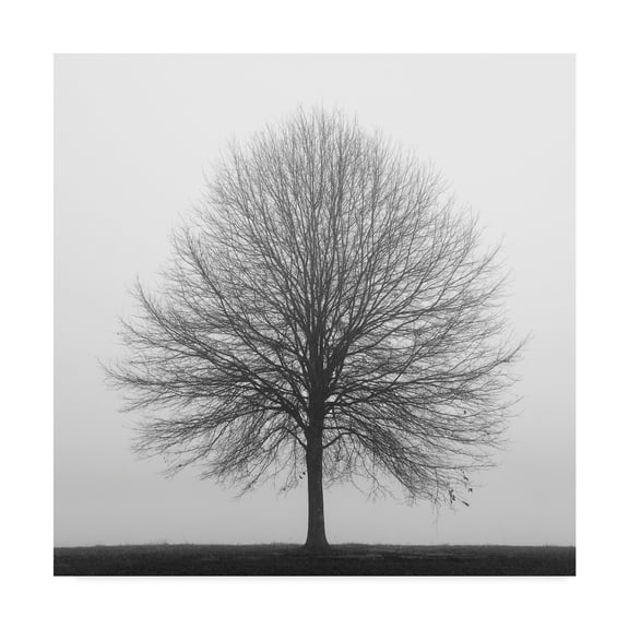 Trademark Fine Art 'Winter Trio 1' Canvas Art by Nicholas Bell Photography