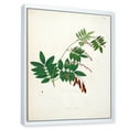 thumbnail image 3 of Designart 'Ancient Botanicals XI' Farmhouse Framed Canvas Wall Art Print, 3 of 5