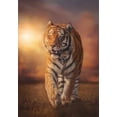 thumbnail image 2 of Rompecabezas Clementoni Tigre 31697 1000 Pie, 2 of 2