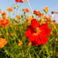 thumbnail image 1 of Sunny Series Cosmos Flower Seeds - Red - 500 Seeds - Annual Flower Garden Seed - Cosmos sulphureus, 1 of 2