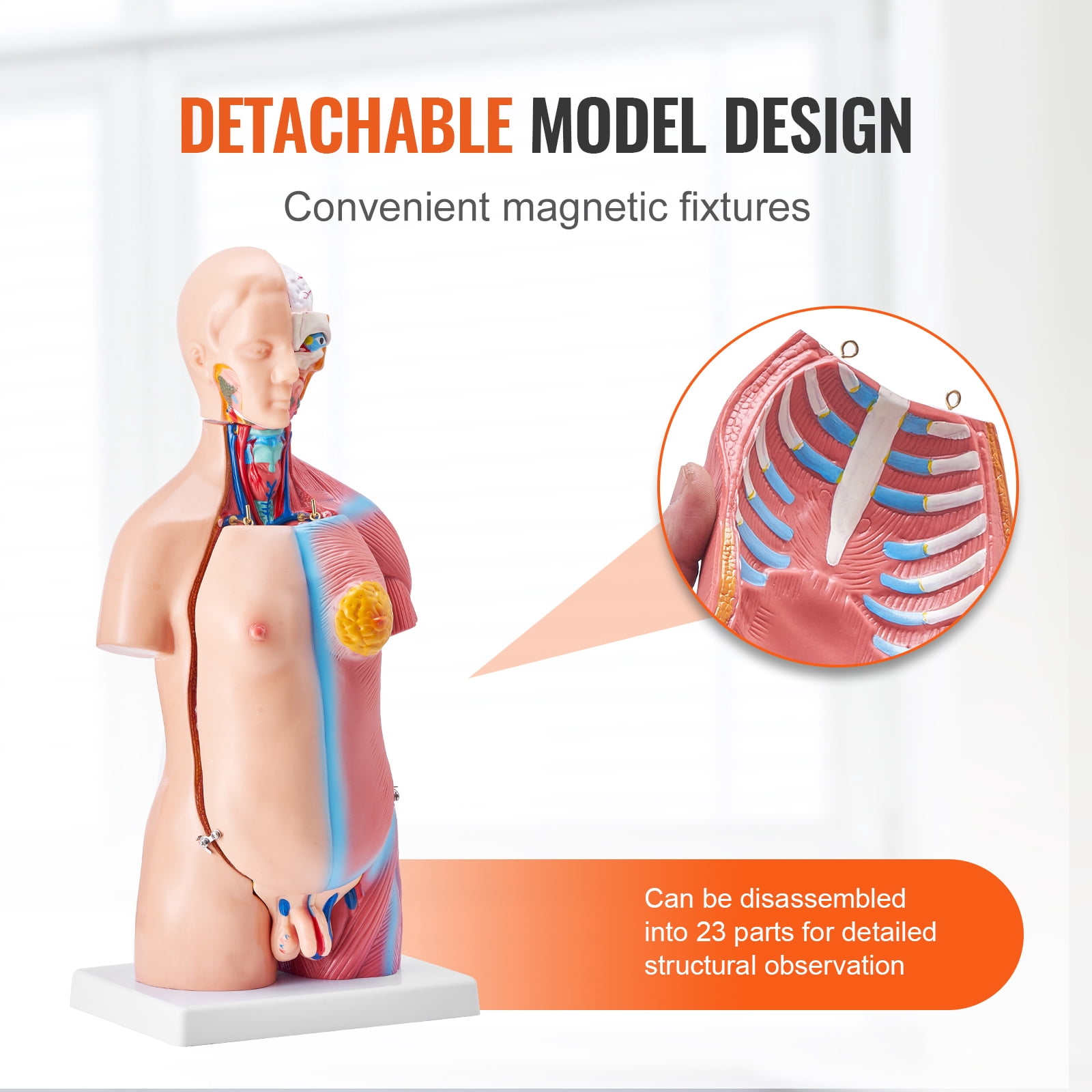 KFFKFF Anatomical Representation of Human Body, 18 inch, 23 Component Unisex Human Torso Skeleton Model with Detachable Organs, Instructional Aid for Student's Scientific Knowledge Enhancement
