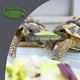 thumbnail image 2 of Alimentador de agua para reptiles Methold en forma de hoja cuenco de alimentación, 2 of 6