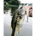 thumbnail image 2 of Heddon Pop'n Image, 2 of 2