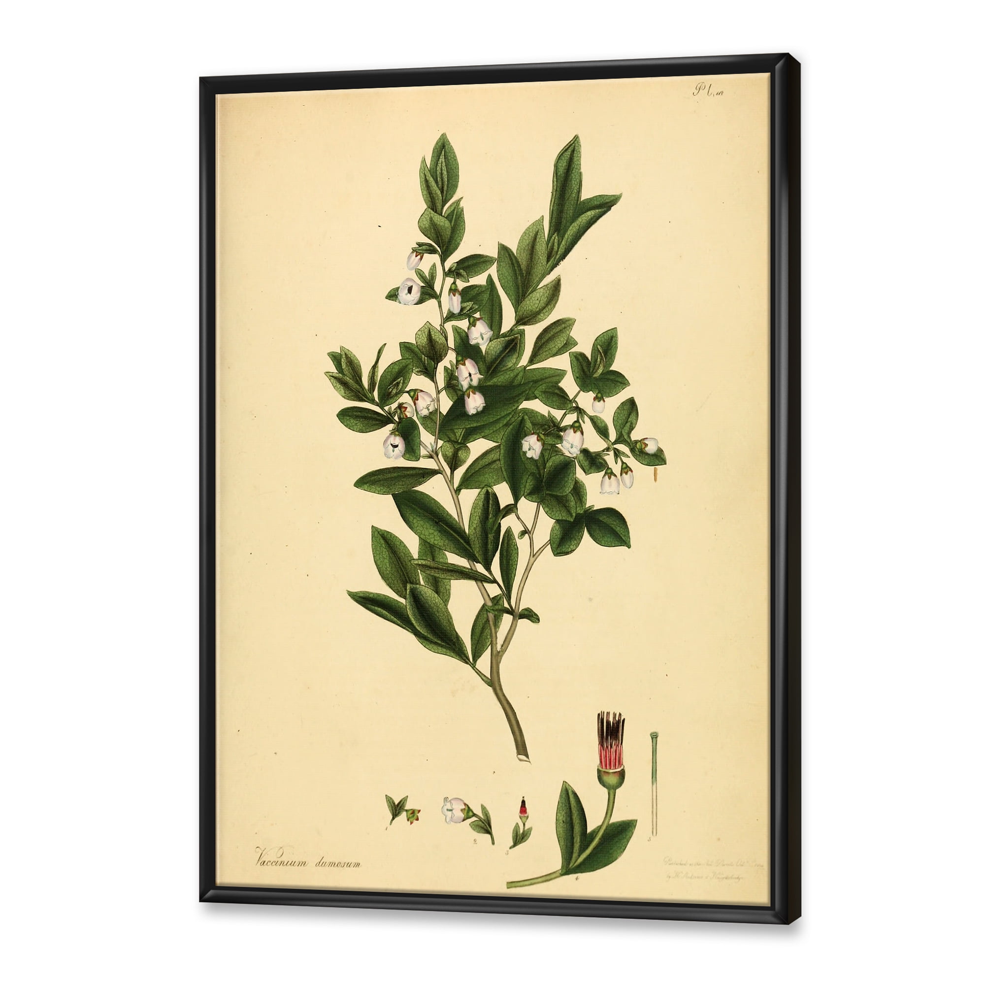 Designart 'Ancient Plant Life XXV' Traditional Framed Canvas Wall Art Print