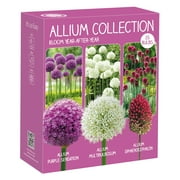 Color Collection Multi-Colored Allium Bulbs Live Perennials with Full Sunlight 25 Pack
