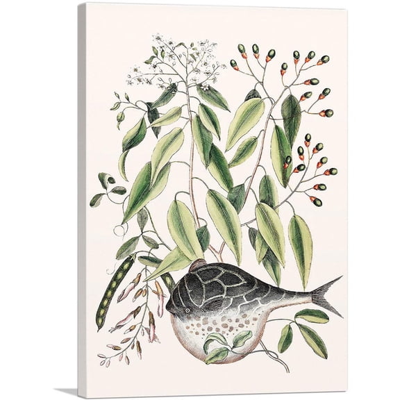 ARTCANVAS Globe Fish Canvas Art Print by Mark Catesby - Size: 12" x 8" (0.75" Deep)