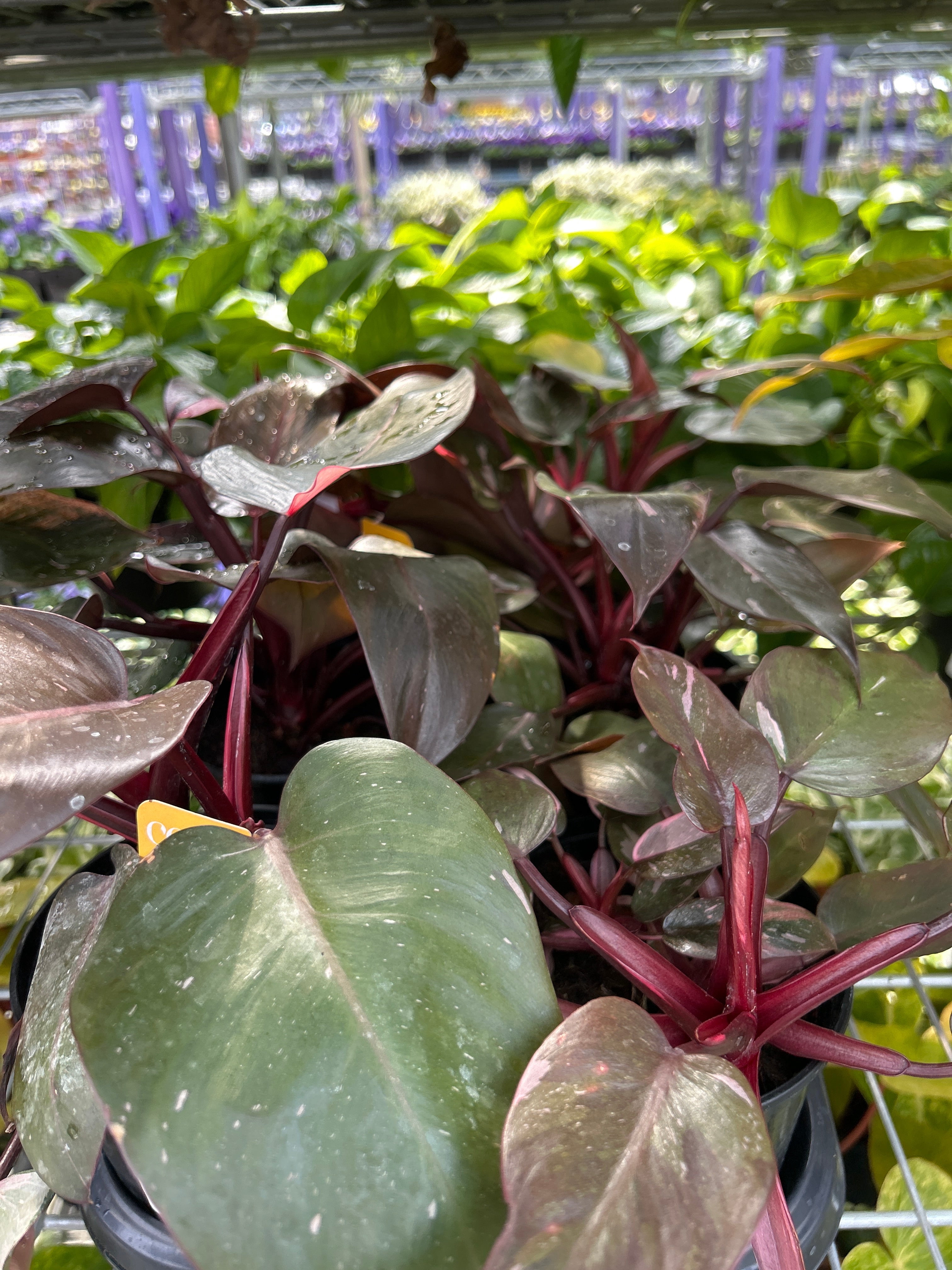 Pink Princess Philodendron- Variegated Indoor Plant with Large Pink and Green Leaves, Easy Care Tropical Foliage for Home & Garden 6" Pot
