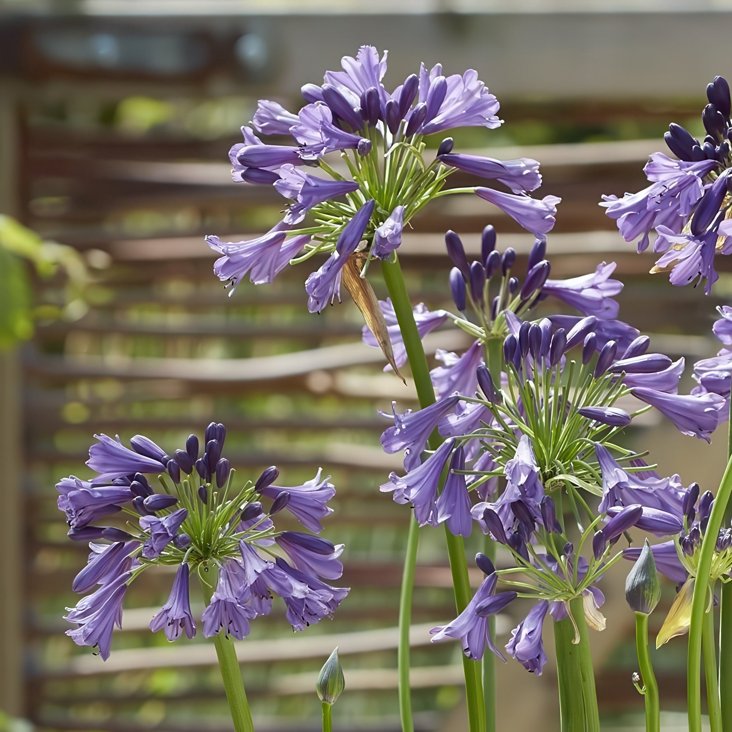 National Plant Network 1 gal. Agapanthus Ever Amethyst Live Perennial Plant